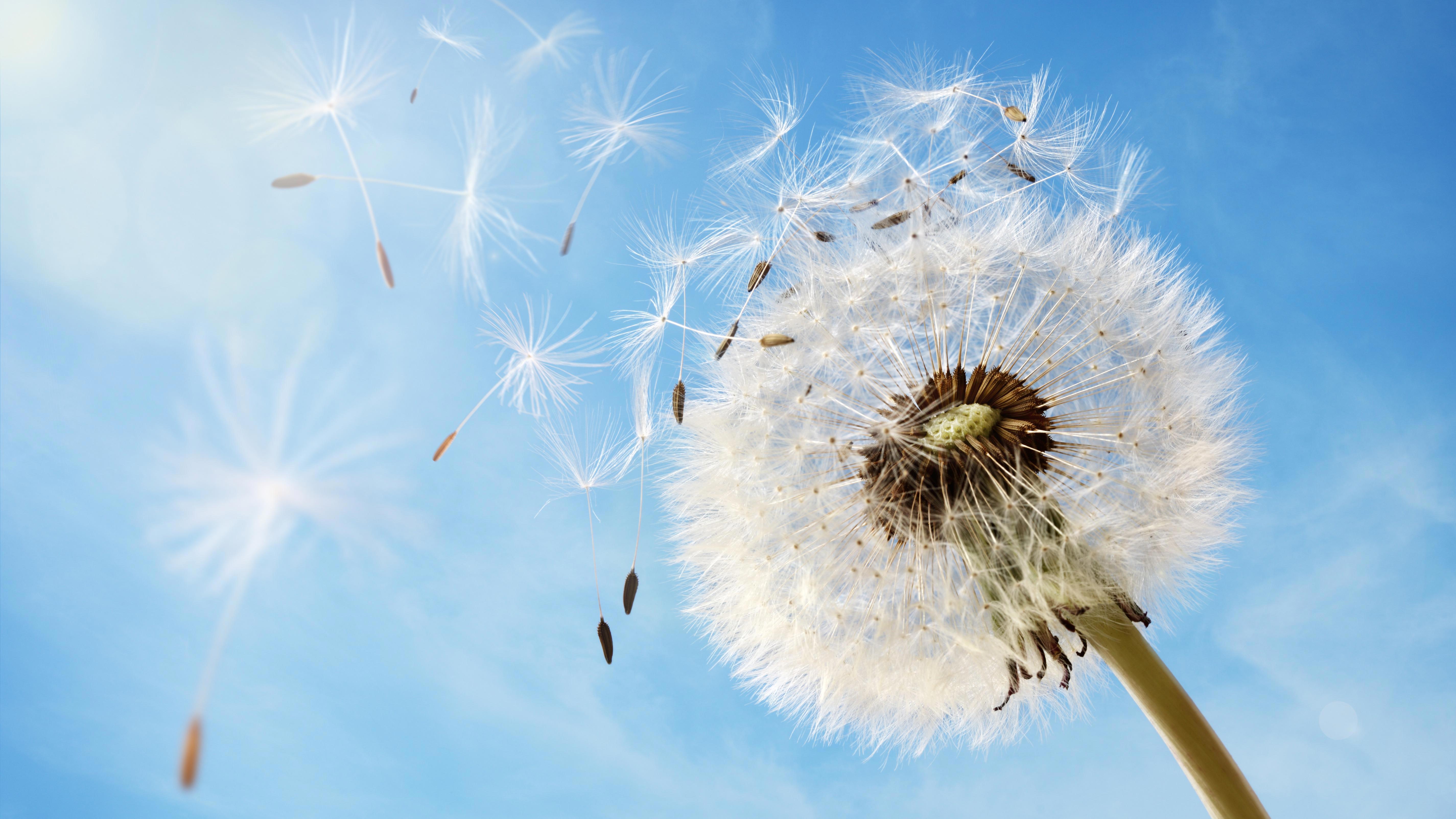 environment-testing_dandelion-seeds-in-the-morning-sunlight-blowing-away-in-the-wind-across-a-clear-blue-sky-xxl_cropped_169_flipped