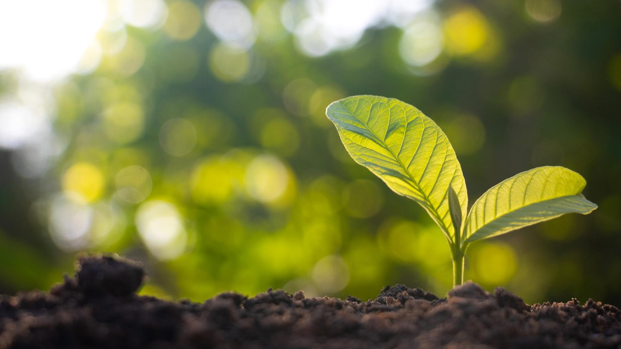 corporate-sustainability